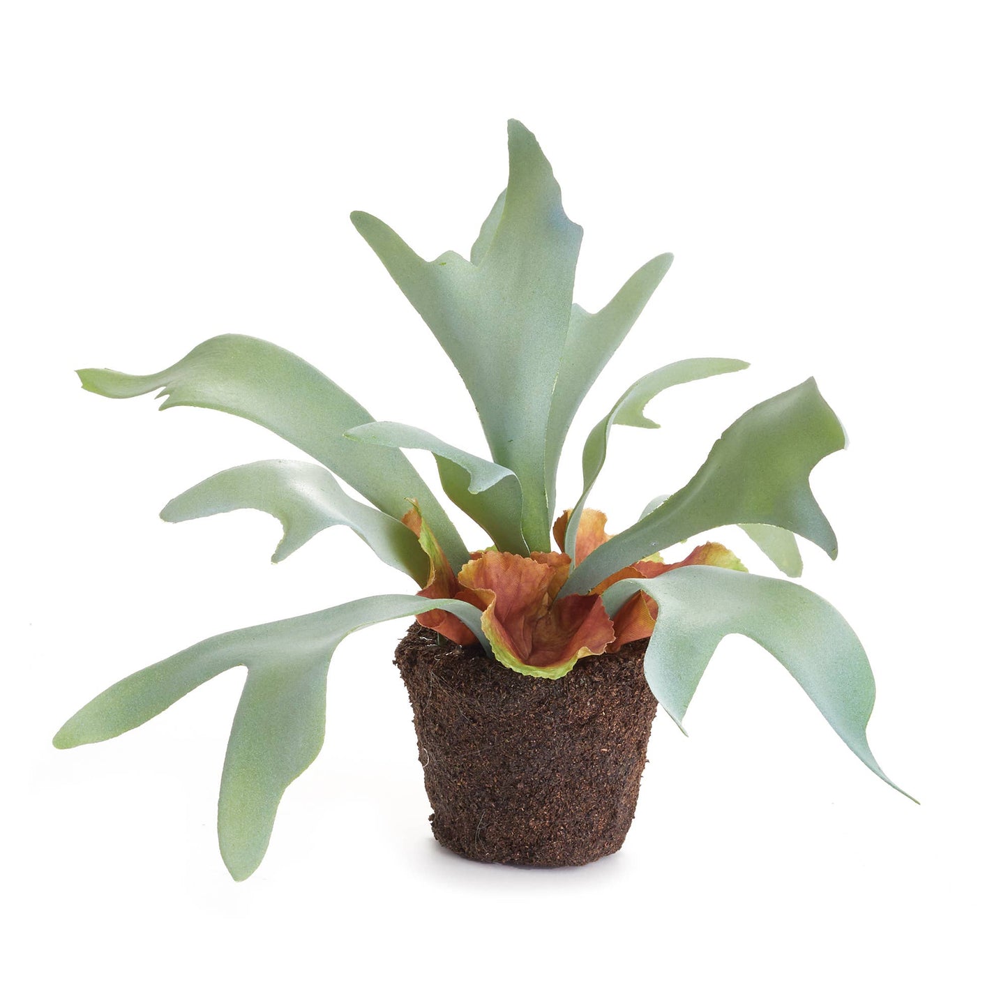 Staghorn Fern Drop-In 9"