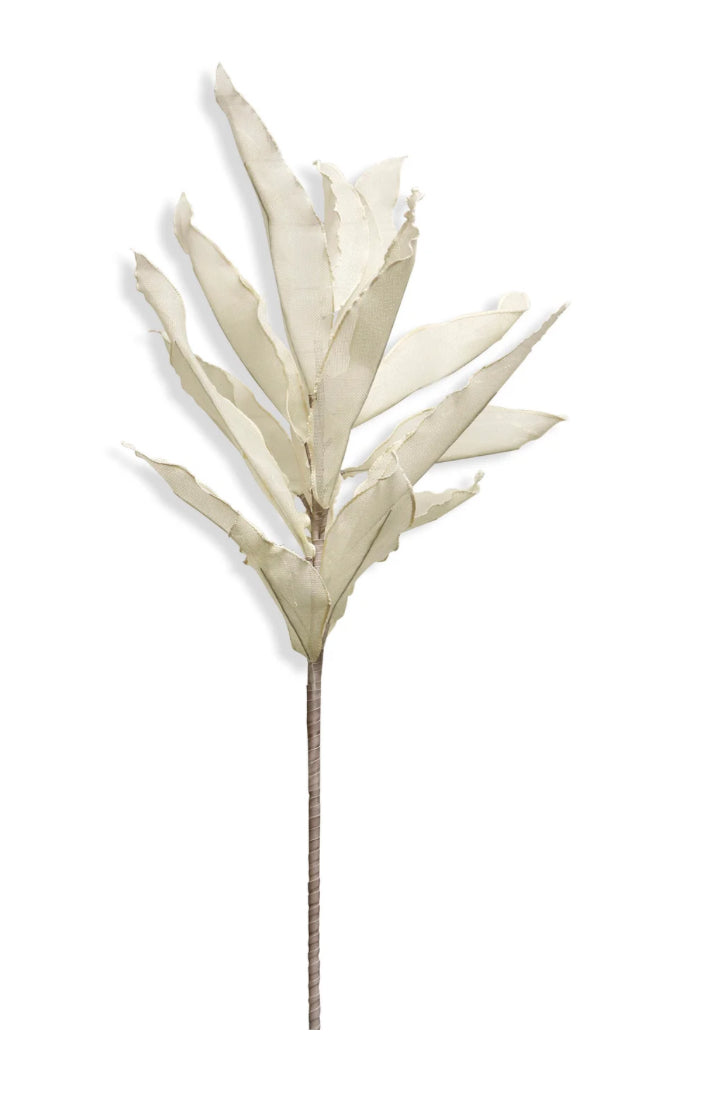 Ruscus Stem