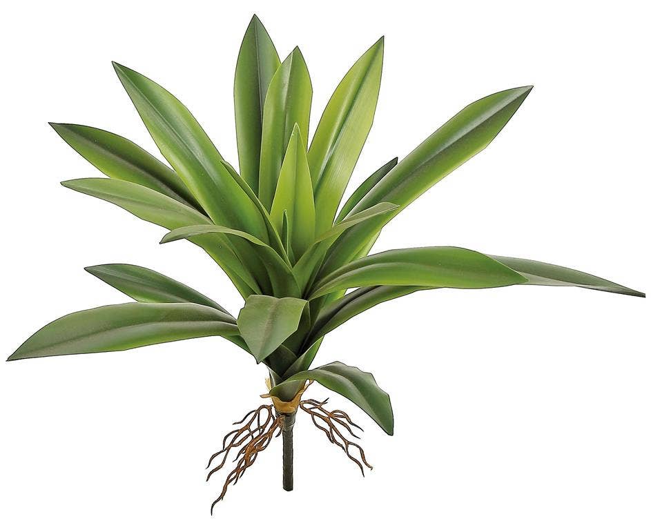 Yucca Plant, #FL5920-G