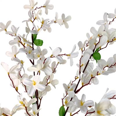 Tweedia Bush x 5 - 24” - Cream