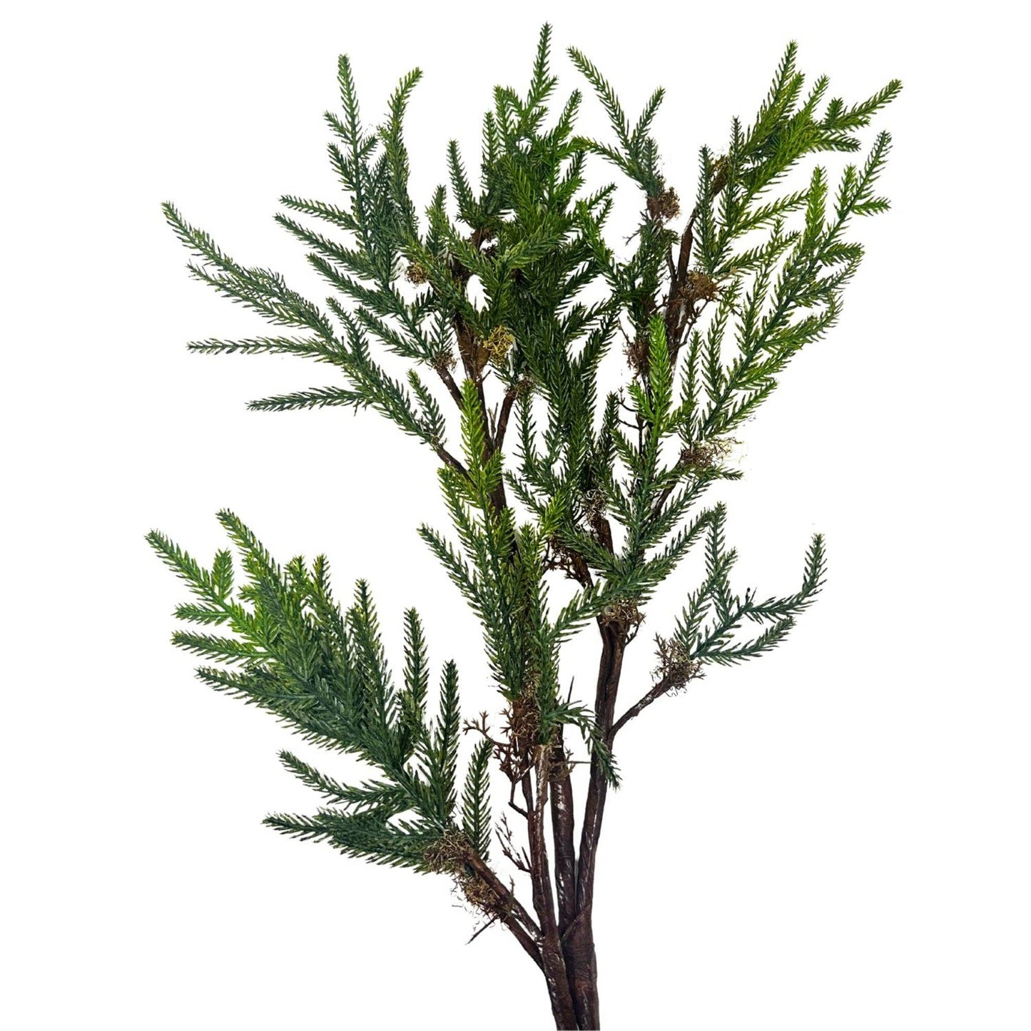 Isle Of Skye Norfolk Pine Branch 48"