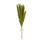 Fall Pampas Bundle