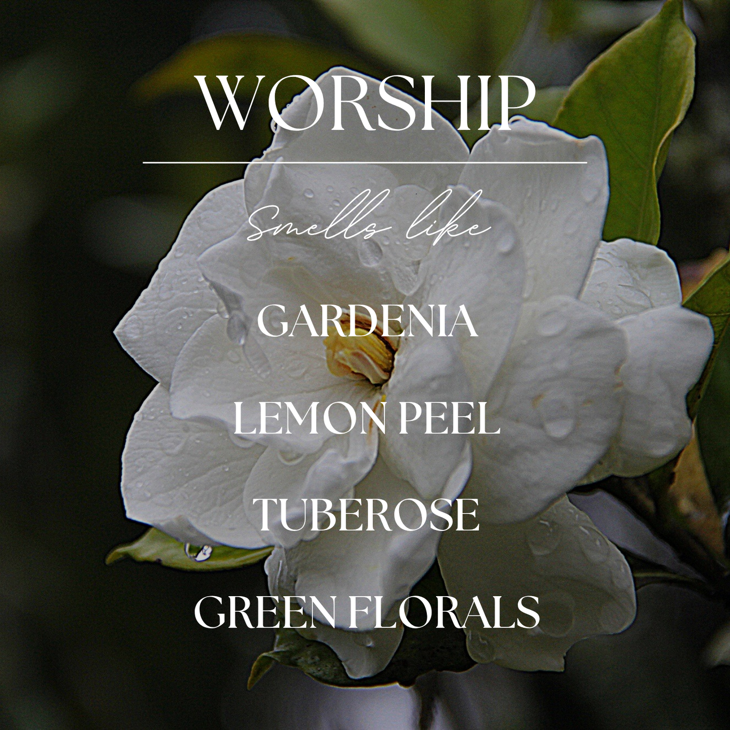 Worship | Gardenia & Tuberose | 15 oz. Clear Jar Soy Candle: No Lid