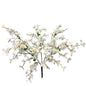 Tweedia Bush x 5 - 24” - Cream