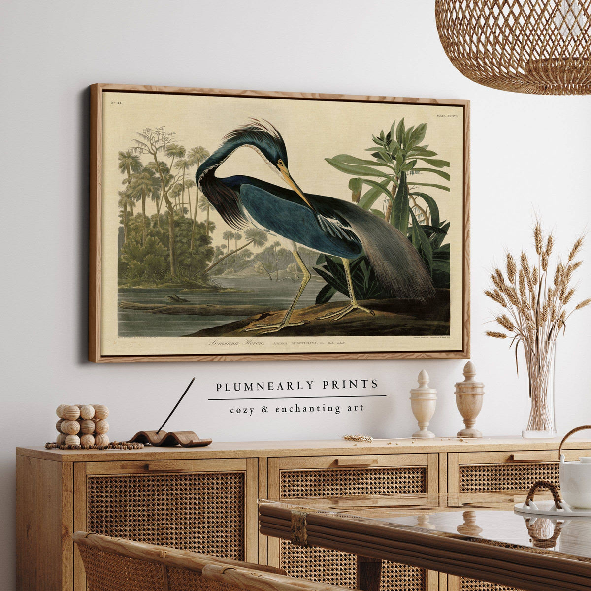 Louisiana Heron Audubon Illustration Framed Canvas Art 3: Black / 30 x 46 in