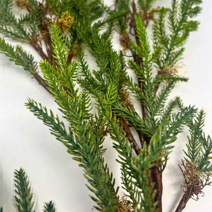 Isle Of Skye Norfolk Pine Branch 48"