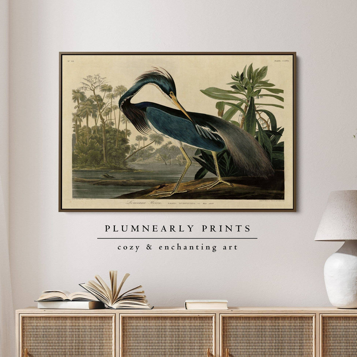 Louisiana Heron Audubon Illustration Framed Canvas Art 3: Black / 30 x 46 in