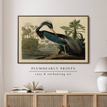 Louisiana Heron Audubon Illustration Framed Canvas Art 3: Black / 30 x 46 in