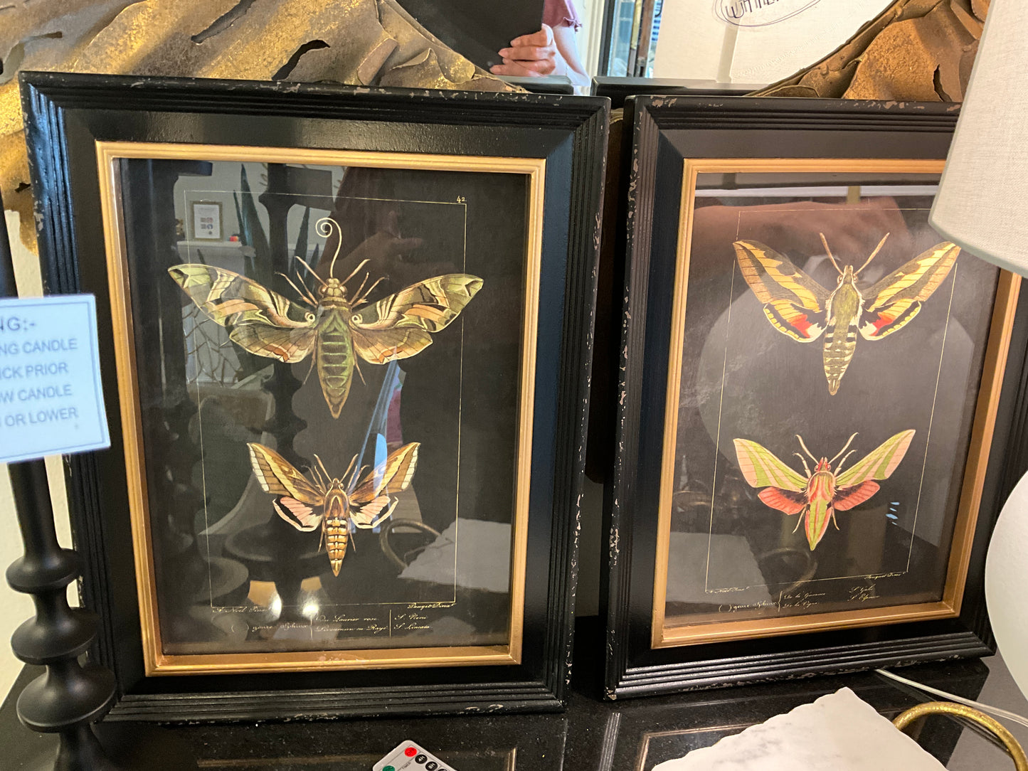 Set of Moth prints