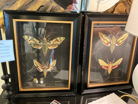 Set of Moth prints