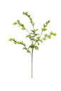 Green Leafy Limb