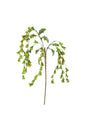 Green Frond