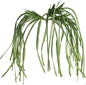 Green Flowing Stem