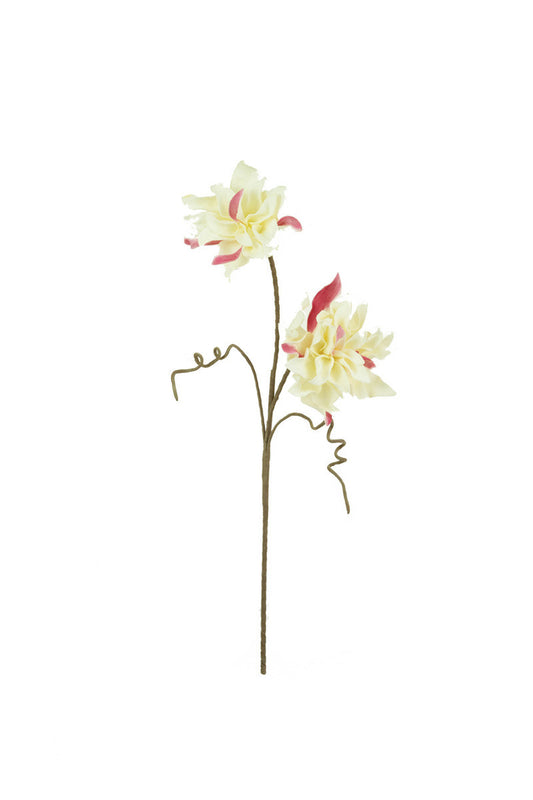 White and Red Blossoms