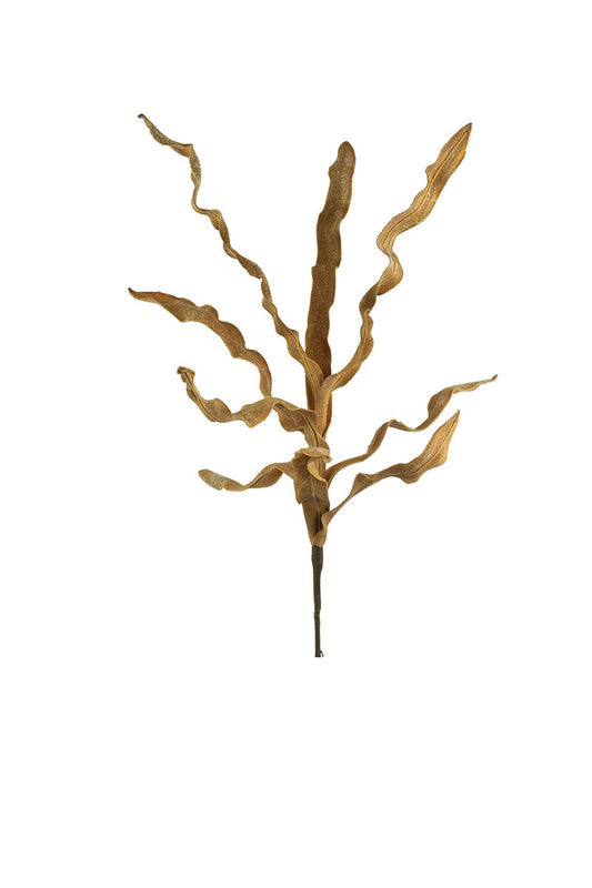 Light Brown Botanica