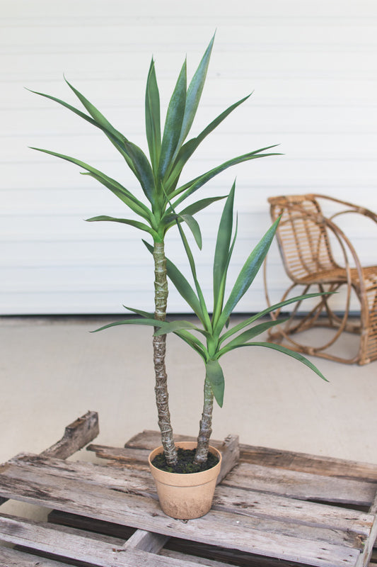 Heneken Plant with Terracotta Pot