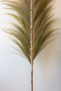 Decorative Fan Palms