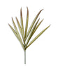Yucca Stem