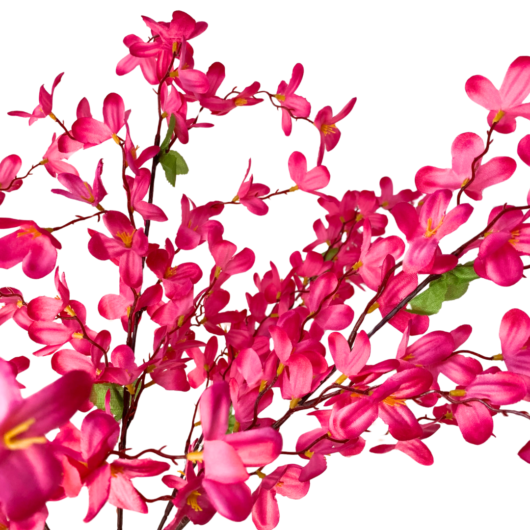 Tweedia Bush x 5 - 24” - Hot Pink