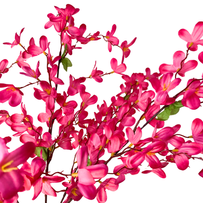 Tweedia Bush x 5 - 24” - Hot Pink