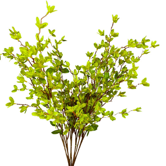 Star Blossom Bush x 7 - 24” - Green