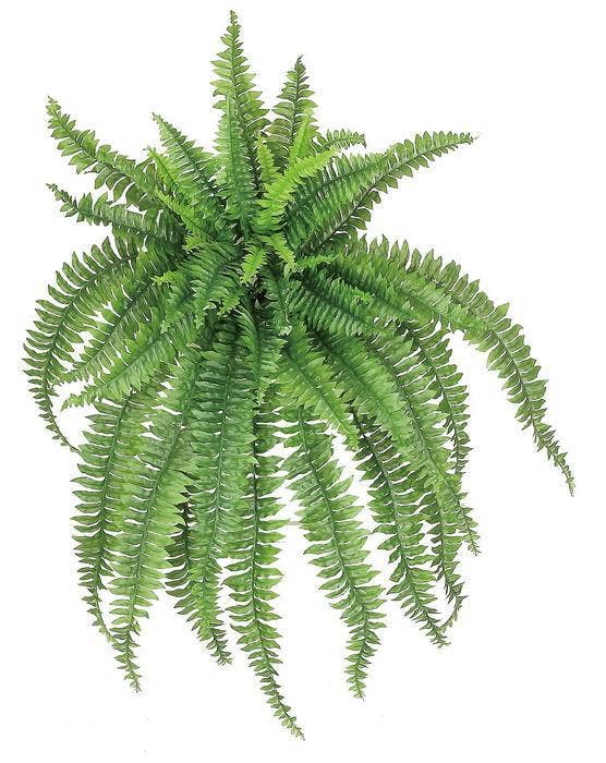 Boston Fern, Large, 56", 50 Fronds, Green