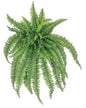 Boston Fern, Large, 56", 50 Fronds, Green