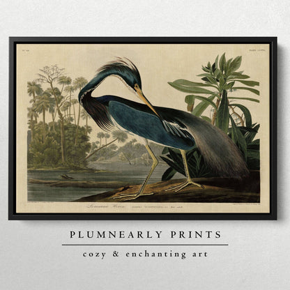 Louisiana Heron Audubon Illustration Framed Canvas Art 3: Black / 30 x 46 in