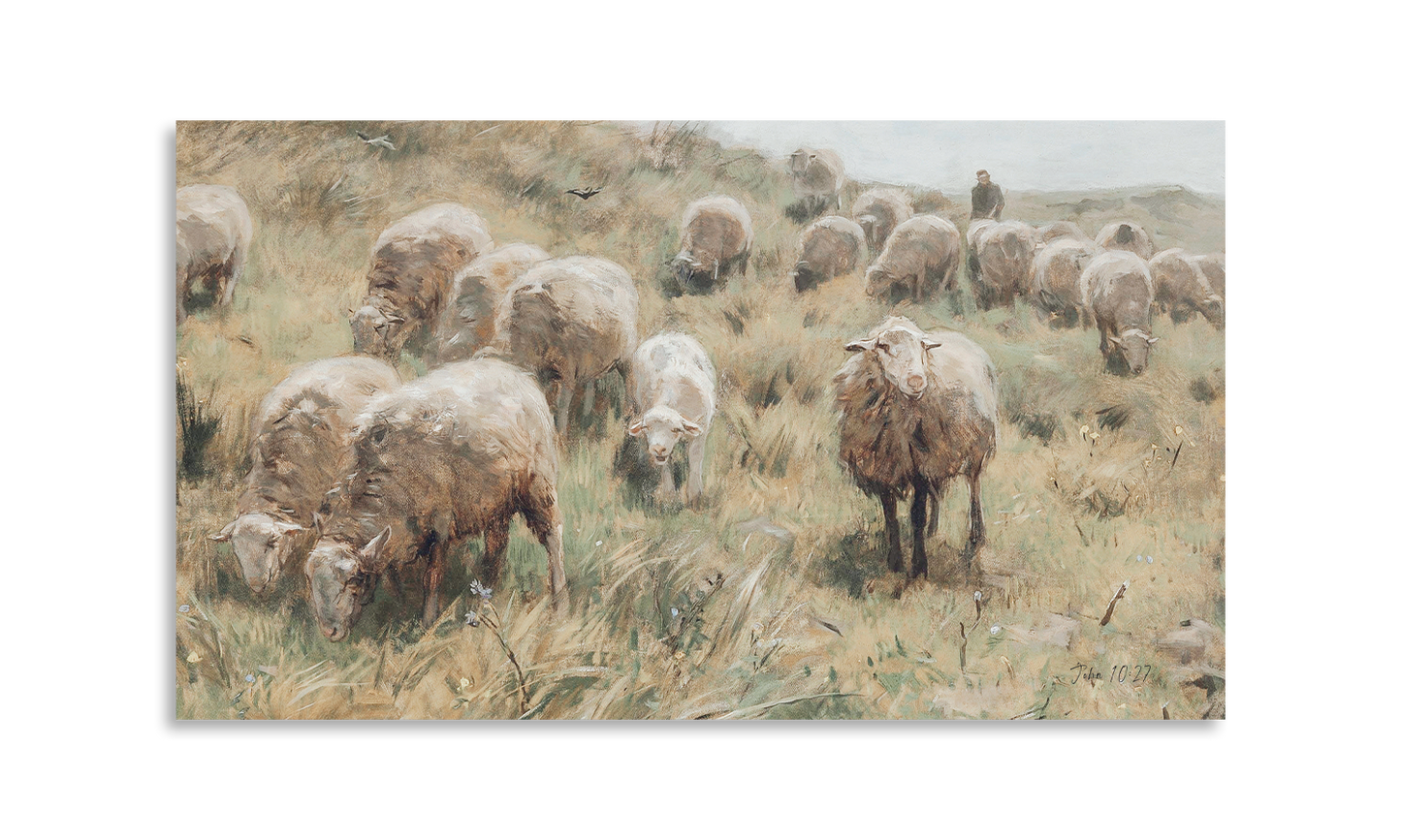 Sheep