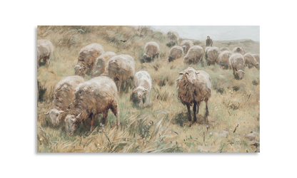 Sheep