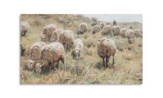 Sheep